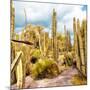 ¡Viva Mexico! Square Collection - Yellow Cardon Cactus V-Philippe Hugonnard-Mounted Photographic Print