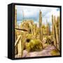 ¡Viva Mexico! Square Collection - Yellow Cardon Cactus V-Philippe Hugonnard-Framed Stretched Canvas