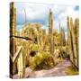 ¡Viva Mexico! Square Collection - Yellow Cardon Cactus V-Philippe Hugonnard-Stretched Canvas