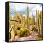 ¡Viva Mexico! Square Collection - Yellow Cardon Cactus V-Philippe Hugonnard-Framed Stretched Canvas