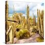¡Viva Mexico! Square Collection - Yellow Cardon Cactus V-Philippe Hugonnard-Stretched Canvas