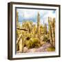 ¡Viva Mexico! Square Collection - Yellow Cardon Cactus V-Philippe Hugonnard-Framed Photographic Print