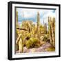 ¡Viva Mexico! Square Collection - Yellow Cardon Cactus V-Philippe Hugonnard-Framed Photographic Print