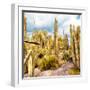 ¡Viva Mexico! Square Collection - Yellow Cardon Cactus V-Philippe Hugonnard-Framed Photographic Print