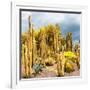 ¡Viva Mexico! Square Collection - Yellow Cardon Cactus-Philippe Hugonnard-Framed Photographic Print