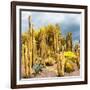 ¡Viva Mexico! Square Collection - Yellow Cardon Cactus-Philippe Hugonnard-Framed Photographic Print