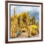 ¡Viva Mexico! Square Collection - Yellow Cardon Cactus-Philippe Hugonnard-Framed Photographic Print