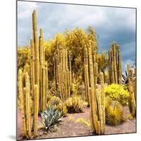 ¡Viva Mexico! Square Collection - Yellow Cardon Cactus-Philippe Hugonnard-Mounted Photographic Print