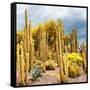 ¡Viva Mexico! Square Collection - Yellow Cardon Cactus-Philippe Hugonnard-Framed Stretched Canvas