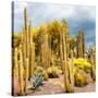 ¡Viva Mexico! Square Collection - Yellow Cardon Cactus-Philippe Hugonnard-Stretched Canvas