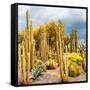 ¡Viva Mexico! Square Collection - Yellow Cardon Cactus-Philippe Hugonnard-Framed Stretched Canvas