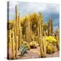 ¡Viva Mexico! Square Collection - Yellow Cardon Cactus-Philippe Hugonnard-Stretched Canvas