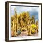 ¡Viva Mexico! Square Collection - Yellow Cardon Cactus-Philippe Hugonnard-Framed Photographic Print