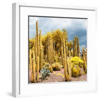 ¡Viva Mexico! Square Collection - Yellow Cardon Cactus-Philippe Hugonnard-Framed Photographic Print