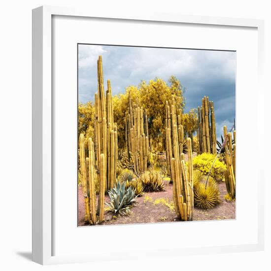 ¡Viva Mexico! Square Collection - Yellow Cardon Cactus-Philippe Hugonnard-Framed Photographic Print