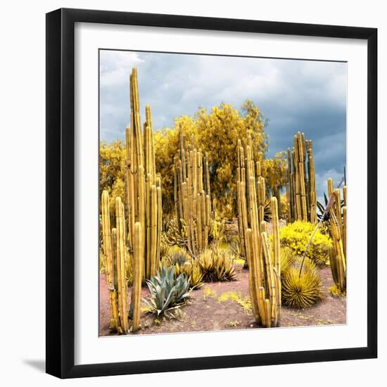 ¡Viva Mexico! Square Collection - Yellow Cardon Cactus-Philippe Hugonnard-Framed Photographic Print