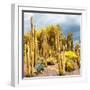 ¡Viva Mexico! Square Collection - Yellow Cardon Cactus-Philippe Hugonnard-Framed Photographic Print