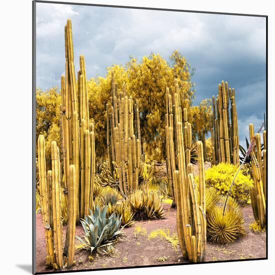 ¡Viva Mexico! Square Collection - Yellow Cardon Cactus-Philippe Hugonnard-Mounted Photographic Print