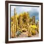 ¡Viva Mexico! Square Collection - Yellow Cardon Cactus-Philippe Hugonnard-Framed Photographic Print