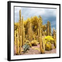 ¡Viva Mexico! Square Collection - Yellow Cardon Cactus-Philippe Hugonnard-Framed Photographic Print