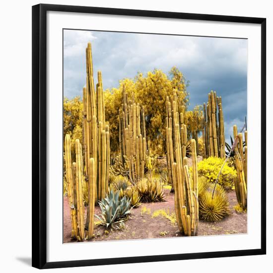 ¡Viva Mexico! Square Collection - Yellow Cardon Cactus-Philippe Hugonnard-Framed Photographic Print