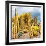 ¡Viva Mexico! Square Collection - Yellow Cardon Cactus-Philippe Hugonnard-Framed Photographic Print