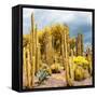 ¡Viva Mexico! Square Collection - Yellow Cardon Cactus-Philippe Hugonnard-Framed Stretched Canvas