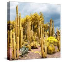 ¡Viva Mexico! Square Collection - Yellow Cardon Cactus-Philippe Hugonnard-Stretched Canvas