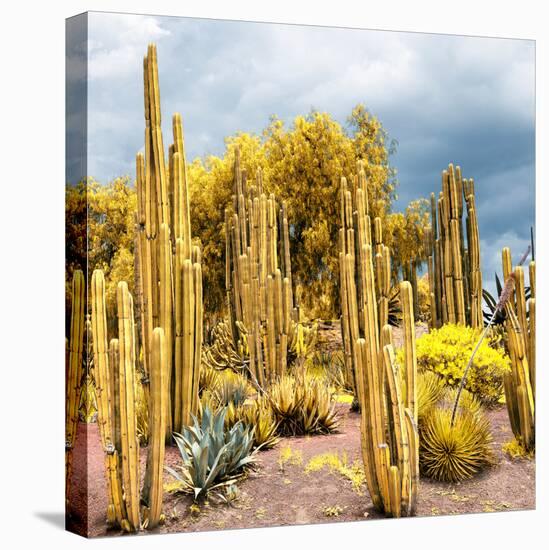 ¡Viva Mexico! Square Collection - Yellow Cardon Cactus-Philippe Hugonnard-Stretched Canvas