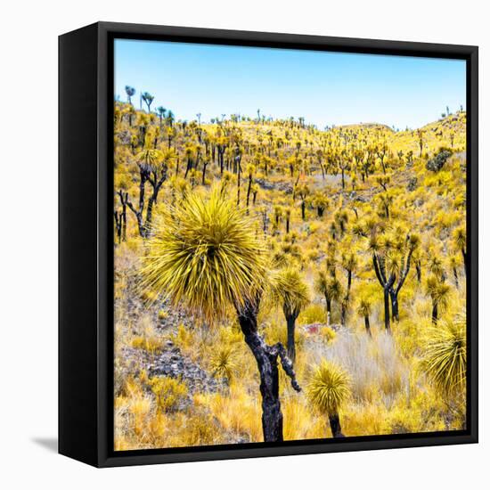 ¡Viva Mexico! Square Collection - Yellow Joshua Trees-Philippe Hugonnard-Framed Stretched Canvas