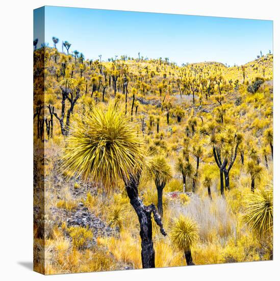 ¡Viva Mexico! Square Collection - Yellow Joshua Trees-Philippe Hugonnard-Stretched Canvas