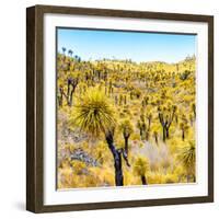 ¡Viva Mexico! Square Collection - Yellow Joshua Trees-Philippe Hugonnard-Framed Photographic Print