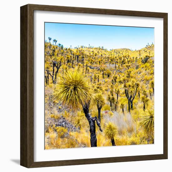 ¡Viva Mexico! Square Collection - Yellow Joshua Trees-Philippe Hugonnard-Framed Photographic Print