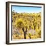 ¡Viva Mexico! Square Collection - Yellow Joshua Trees-Philippe Hugonnard-Framed Photographic Print