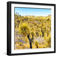 ¡Viva Mexico! Square Collection - Yellow Joshua Trees-Philippe Hugonnard-Framed Photographic Print