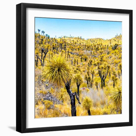 ¡Viva Mexico! Square Collection - Yellow Joshua Trees-Philippe Hugonnard-Framed Photographic Print