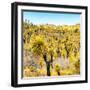 ¡Viva Mexico! Square Collection - Yellow Joshua Trees-Philippe Hugonnard-Framed Photographic Print