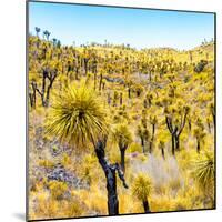 ¡Viva Mexico! Square Collection - Yellow Joshua Trees-Philippe Hugonnard-Mounted Photographic Print