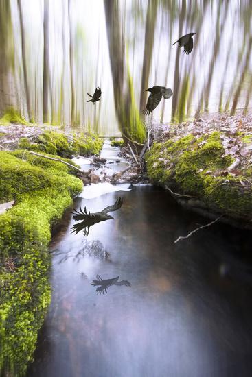 Photographic Print, , large