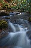 automn song-Viviane Fedieu Danielle-Photographic Print