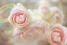 Tea rose-Viviane Fedieu Danielle-Photographic Print