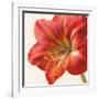 Vivid Amaryllis-Danhui Nai-Framed Art Print