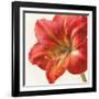 Vivid Amaryllis-Danhui Nai-Framed Art Print