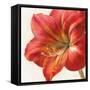 Vivid Amaryllis-Danhui Nai-Framed Stretched Canvas