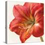 Vivid Amaryllis-Danhui Nai-Stretched Canvas