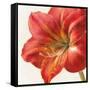 Vivid Amaryllis-Danhui Nai-Framed Stretched Canvas