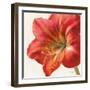 Vivid Amaryllis-Danhui Nai-Framed Art Print