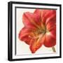 Vivid Amaryllis-Danhui Nai-Framed Art Print