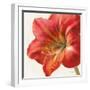 Vivid Amaryllis-Danhui Nai-Framed Art Print