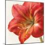 Vivid Amaryllis-Danhui Nai-Mounted Art Print